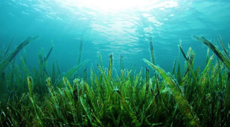 Mua tảo xoắn Spirulina tươi nguyên chất công nghệ Nhật Bản ở đâu giá rẻ tại tphcm?
